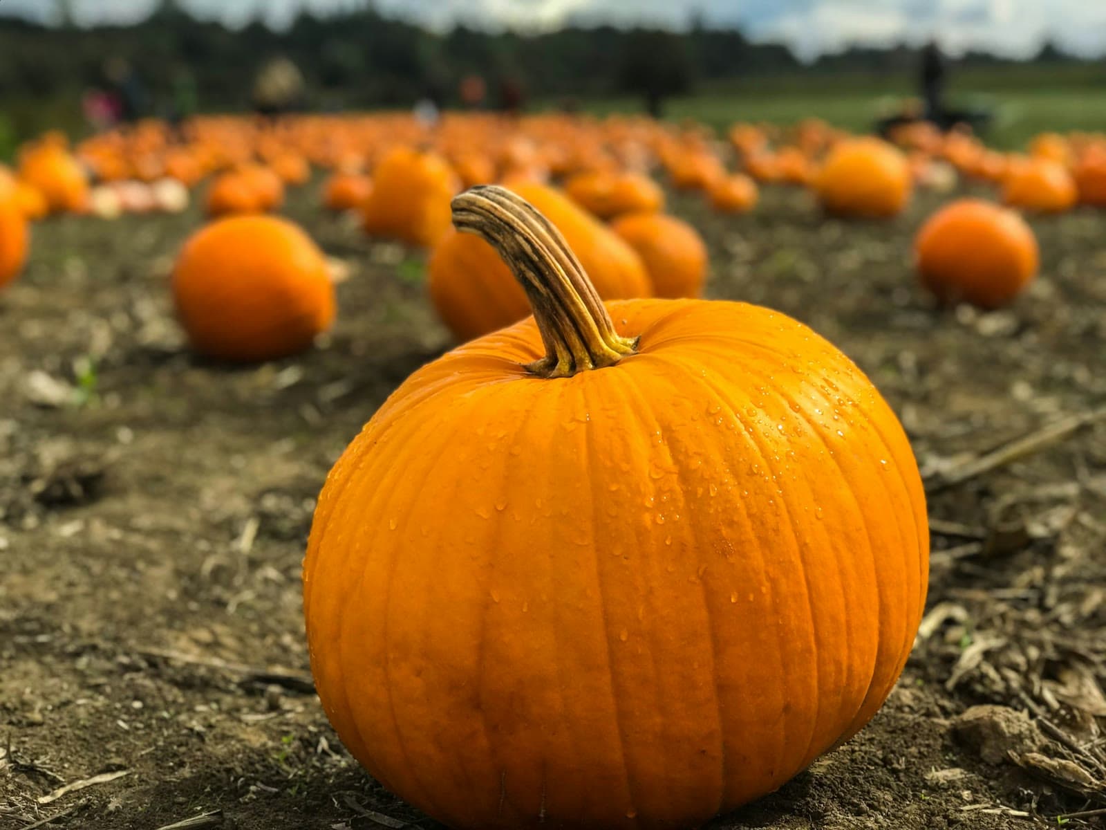 An orange pumpkin in a field of pumpkins