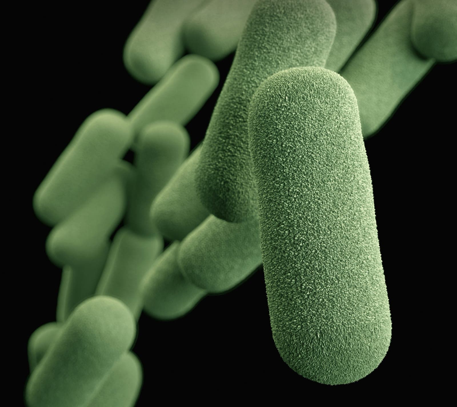 Microscope image of rod-shaped bacteria