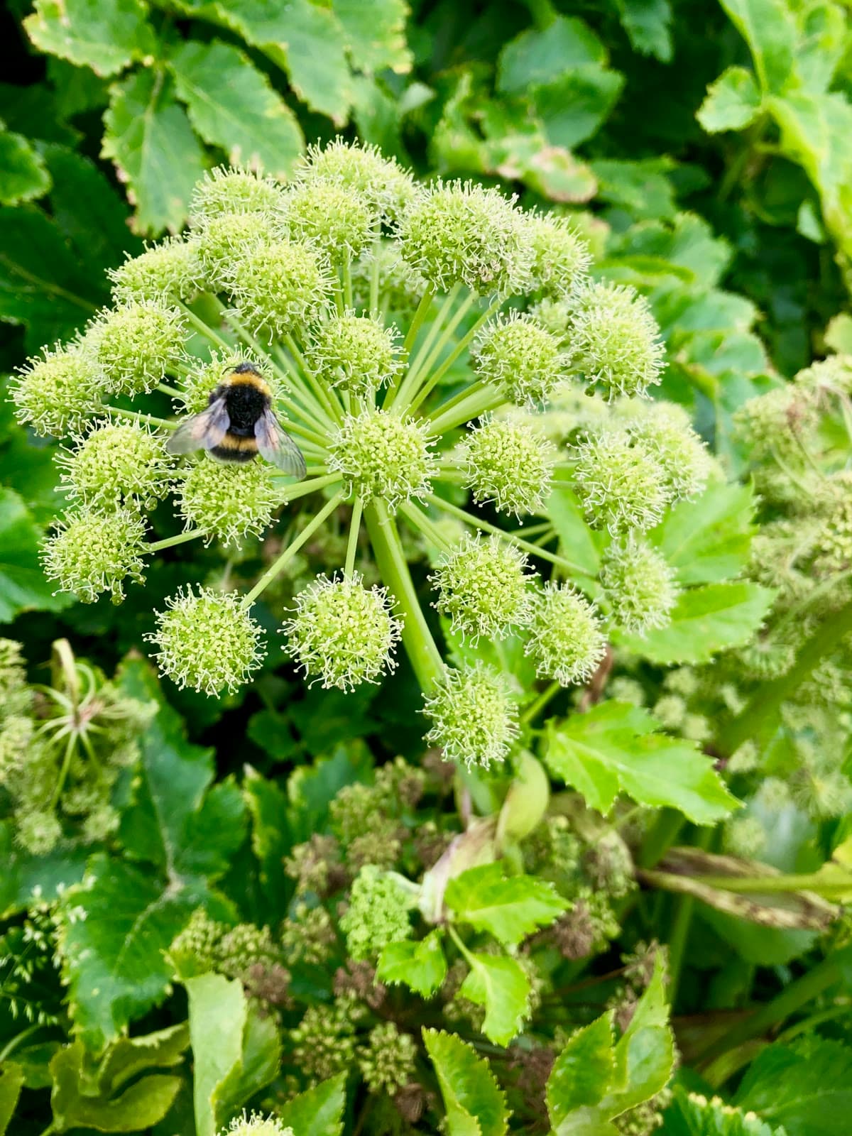 Angelica (Angelica archangelica)