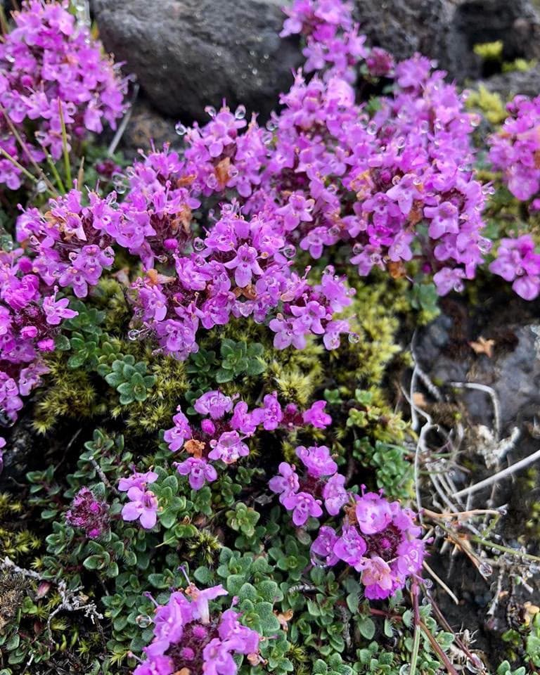 Arctic Thyme (Thymus praecox)