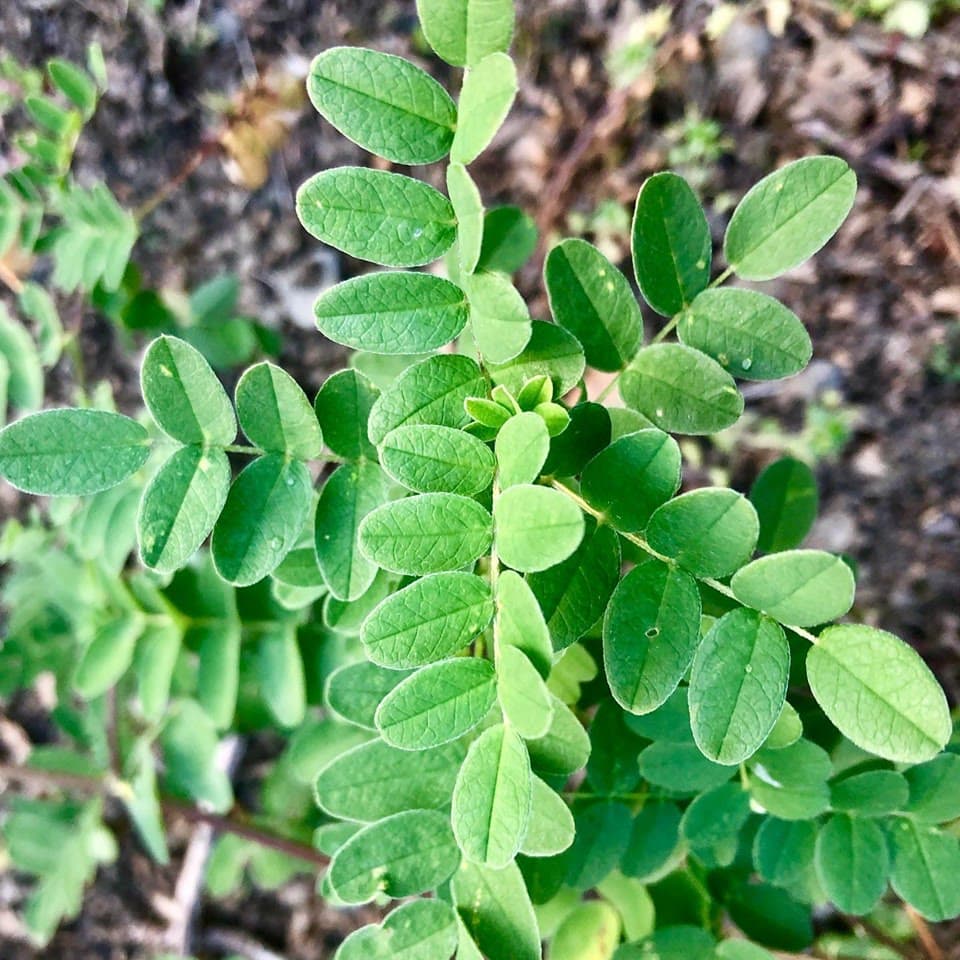 Astragalus (Astragalus membranaceus)