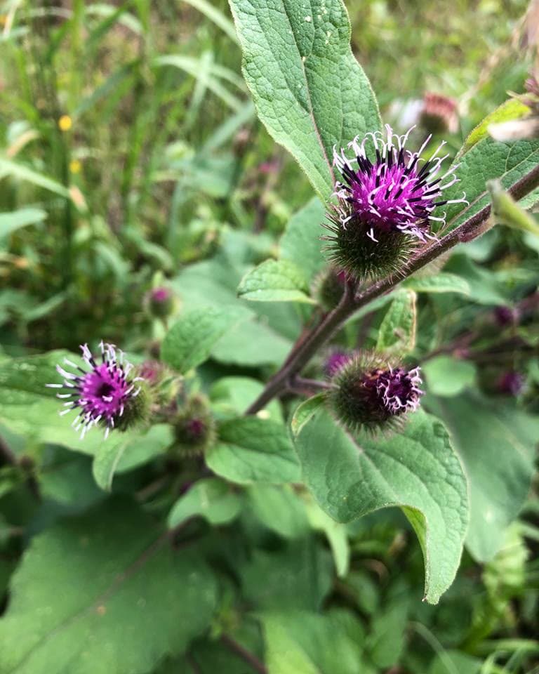 Burdock (Arctium lappa)
