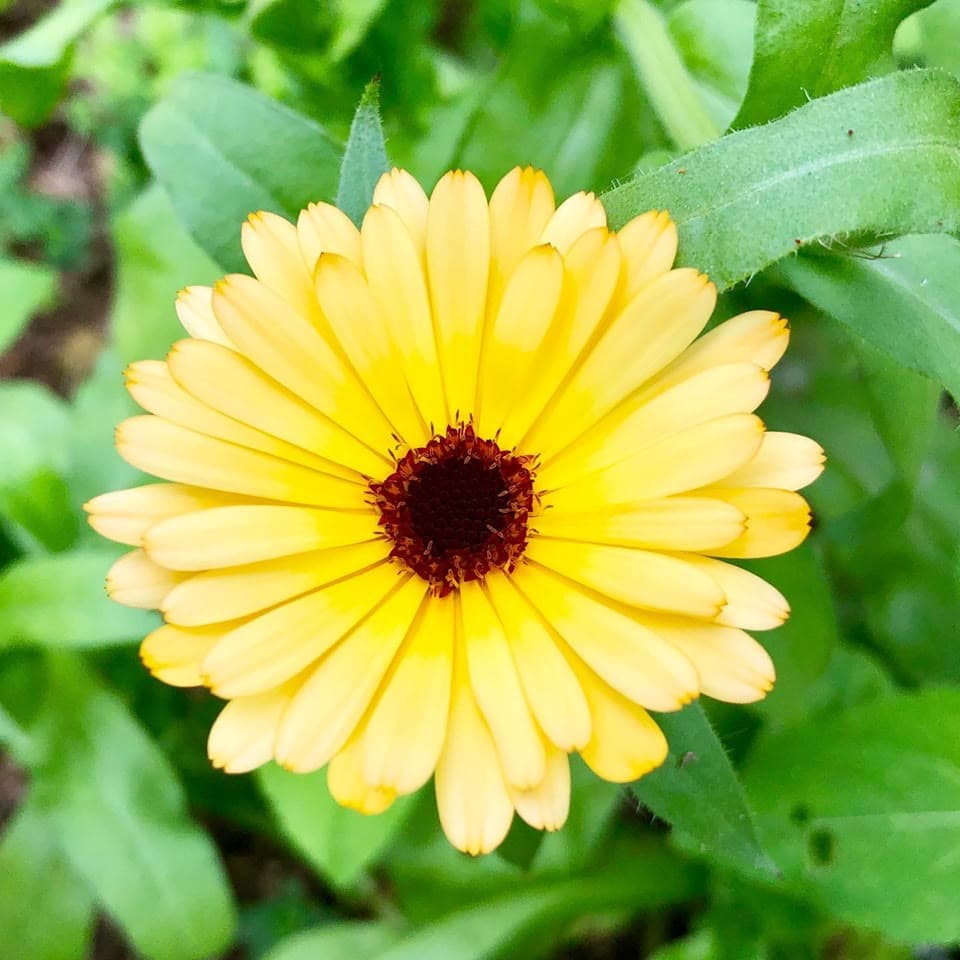 Calendula (Calendula officinalis)