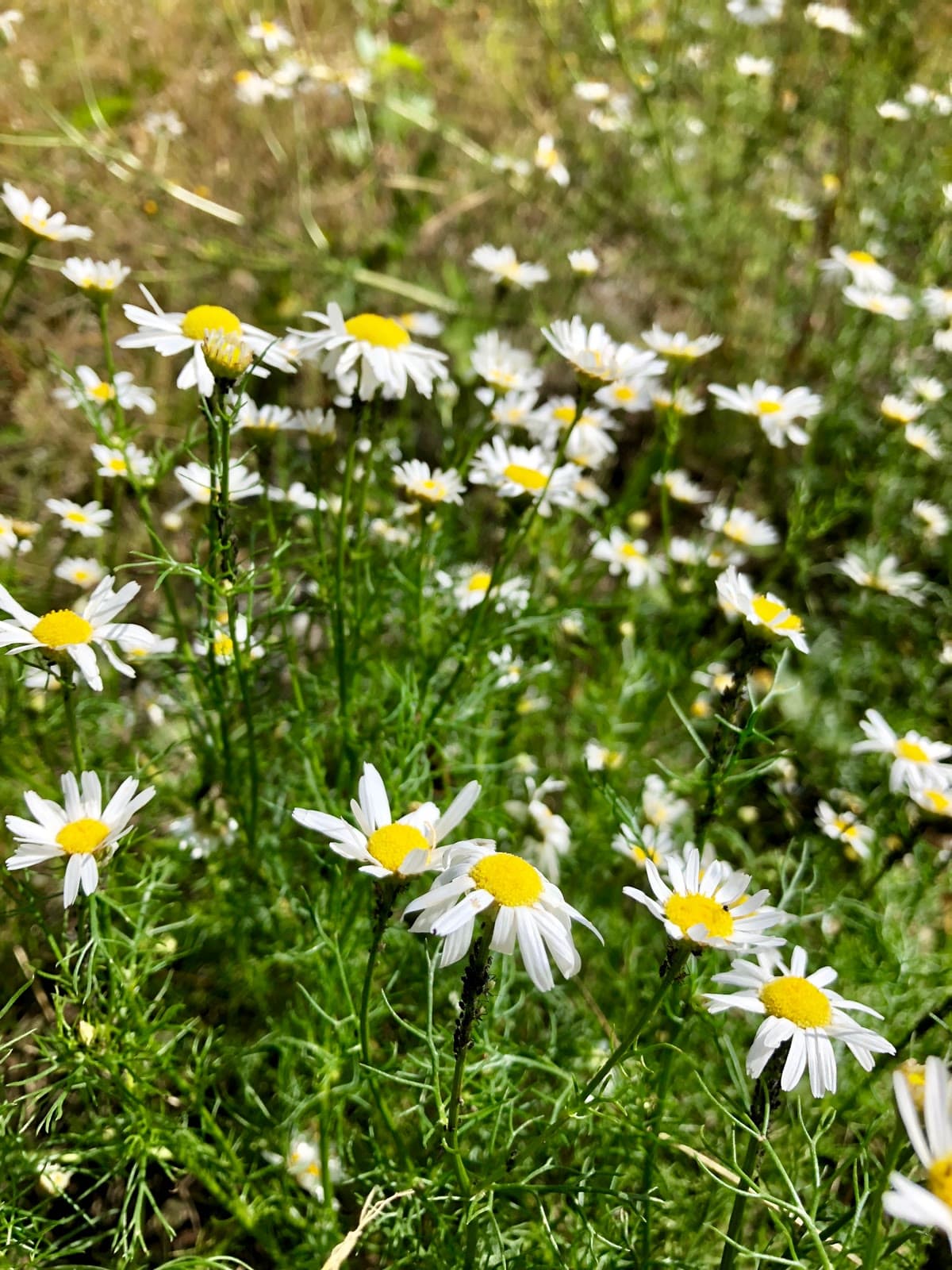 Chamomile (Matricaria recutita)
