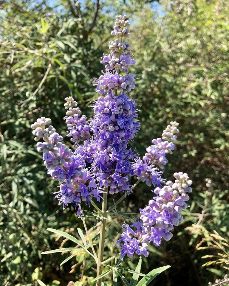 Chaste Tree (Vitex) (Vitex agnus-castus)