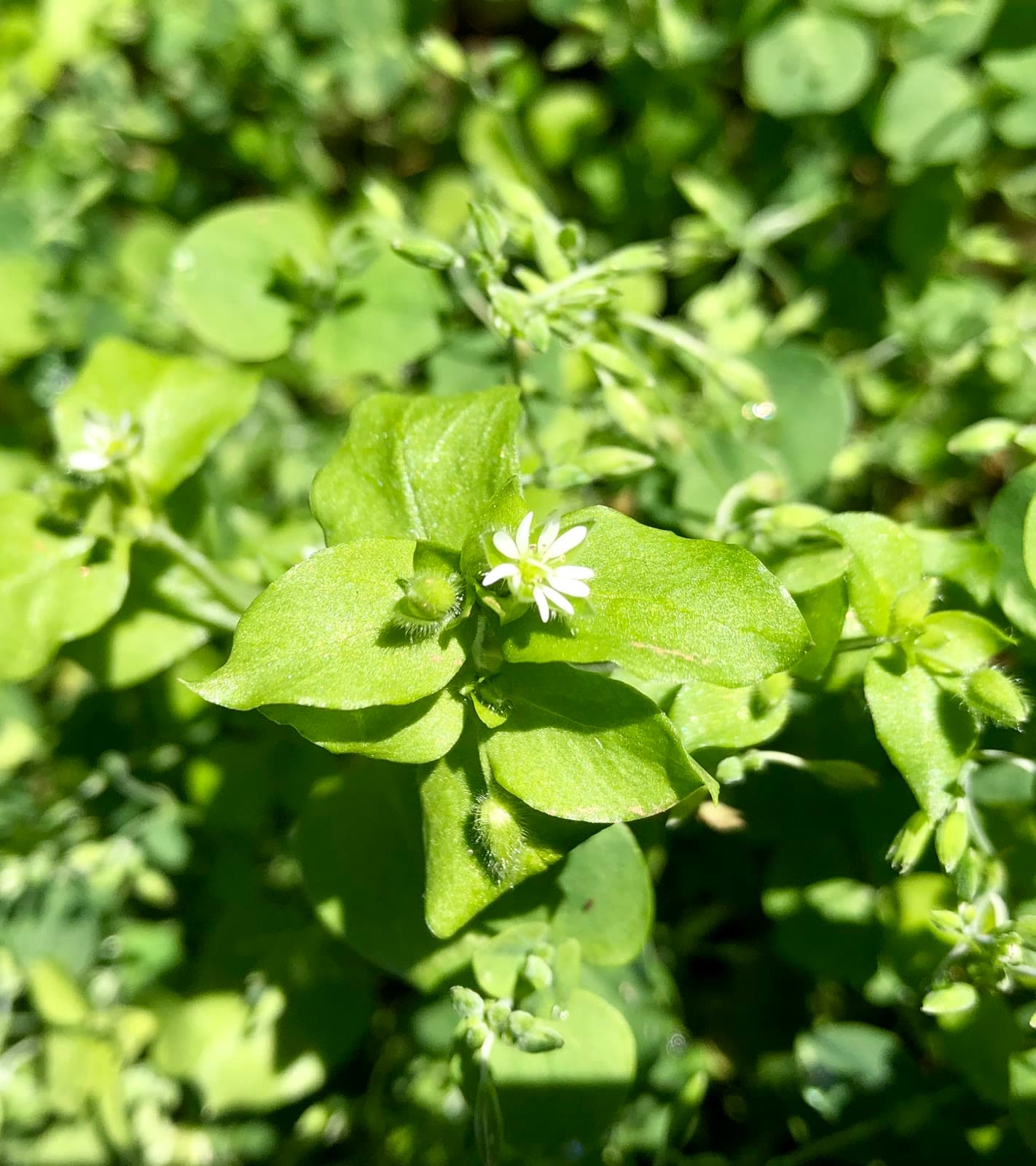 Chickweed (Stellaria media)