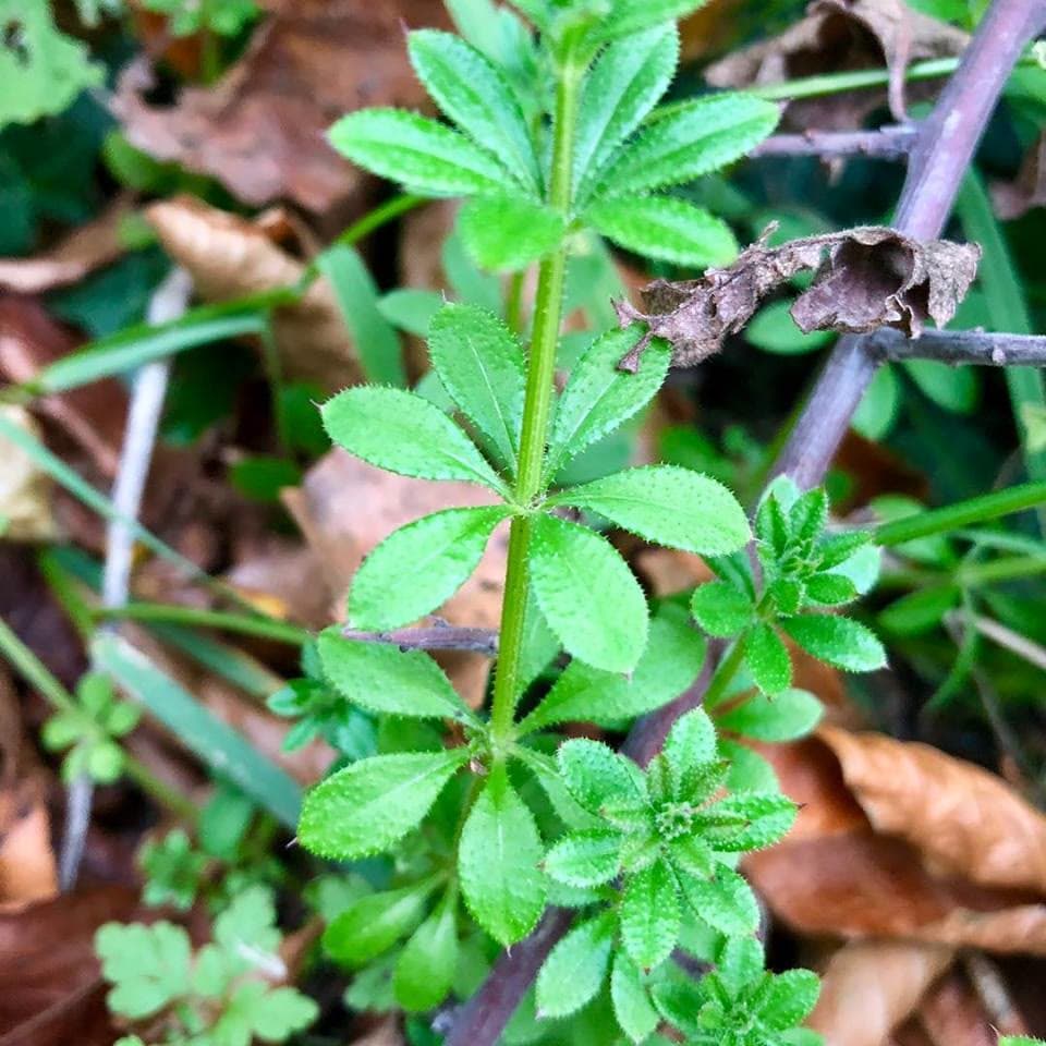 Clivers (Galium aparine)