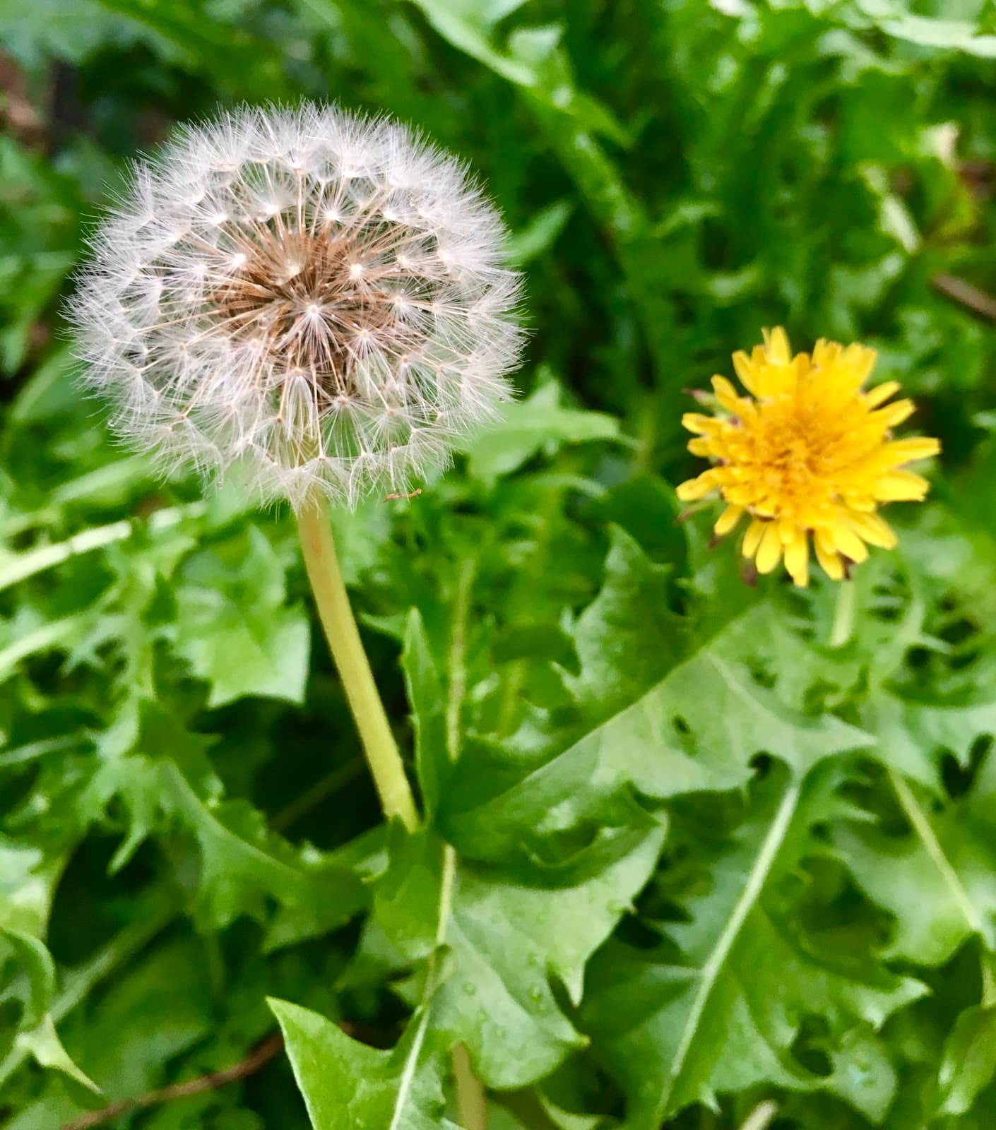 Dandelion (Taraxacum officinale)