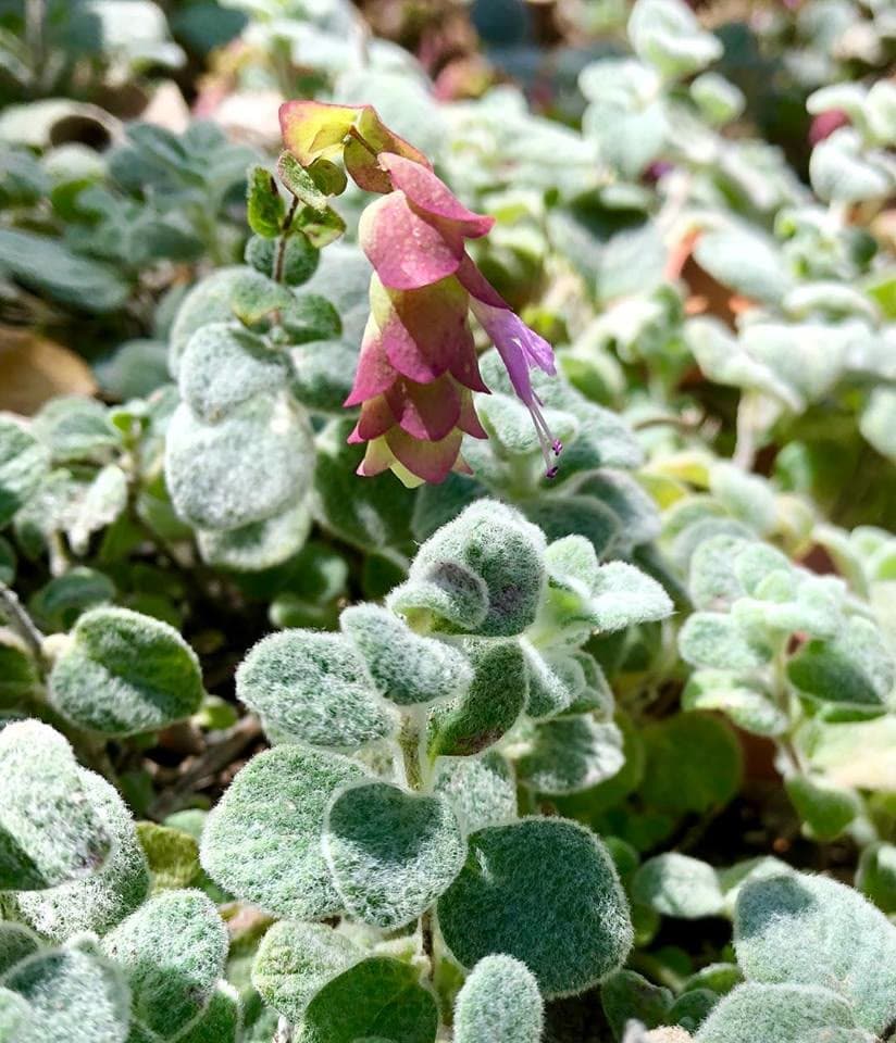 Dittany (Cretan Dittany) (Origanum dictamnus)