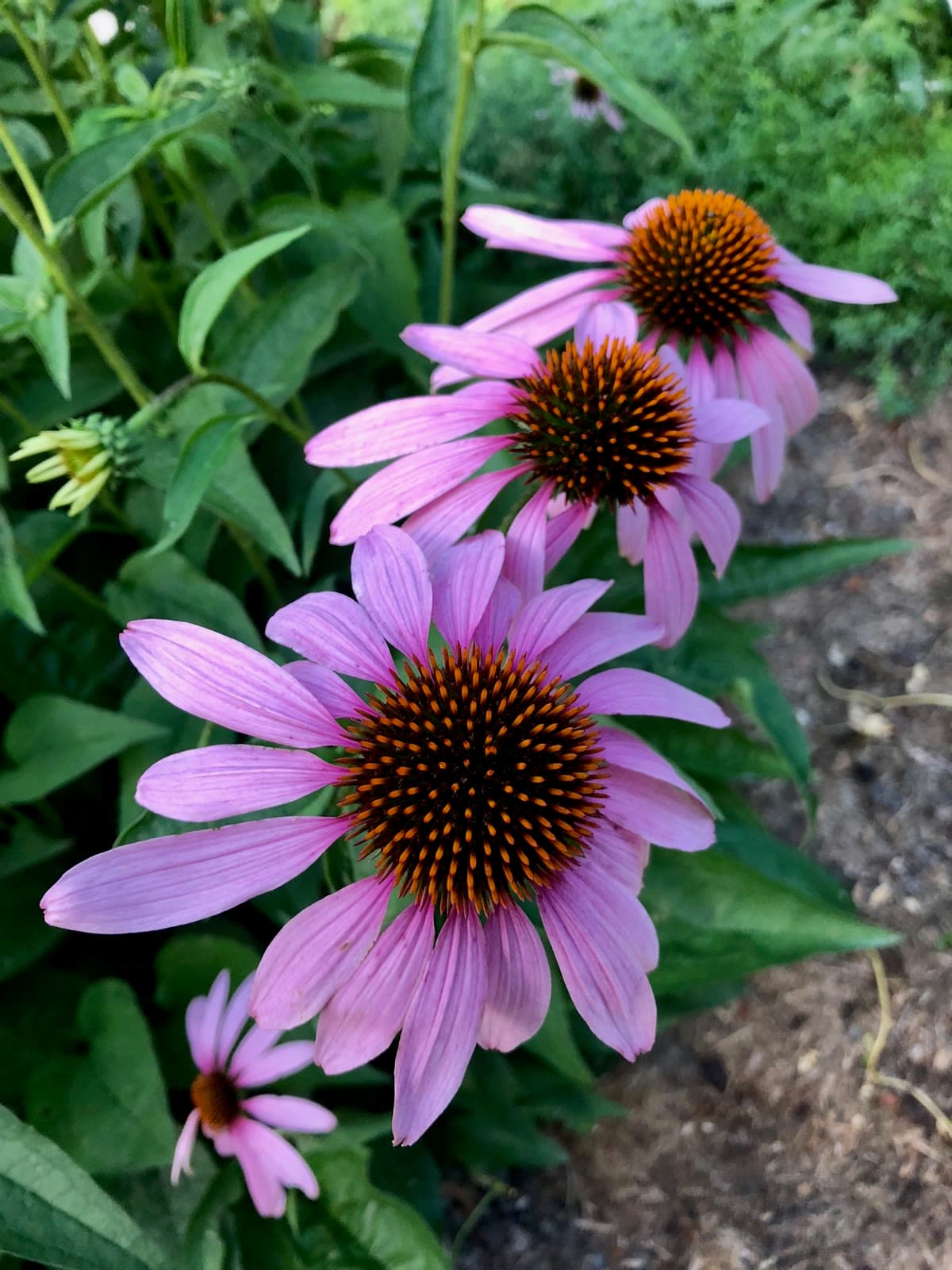 Echinacea (Echinacea purpurea)