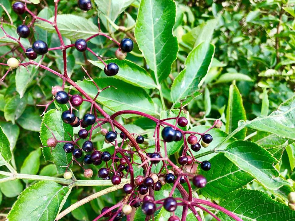 Elder Berry (Sambucus nigra)
