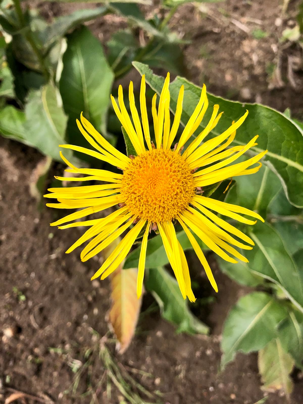 Elecampane (Inula helenium)