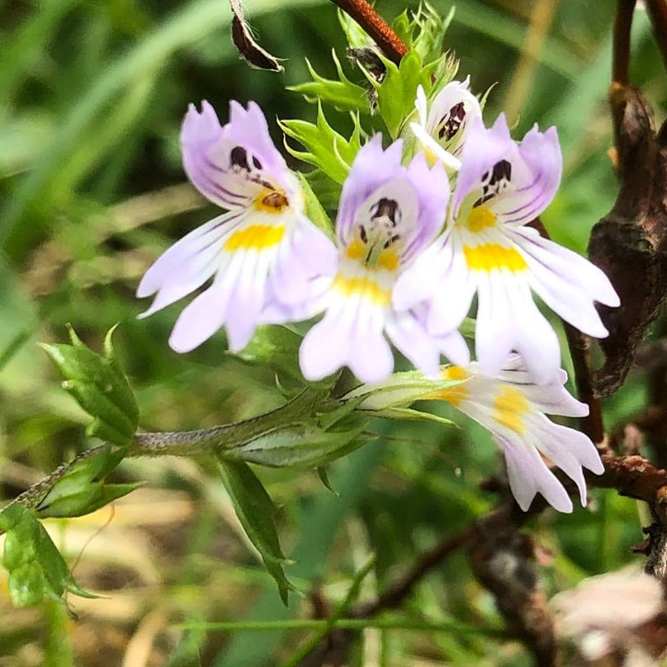 Eyebright (Euphrasia nemorosa)