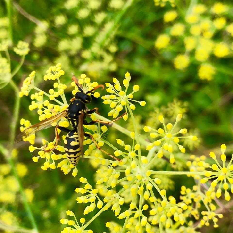 Fennel (Foeniculum vulgare)