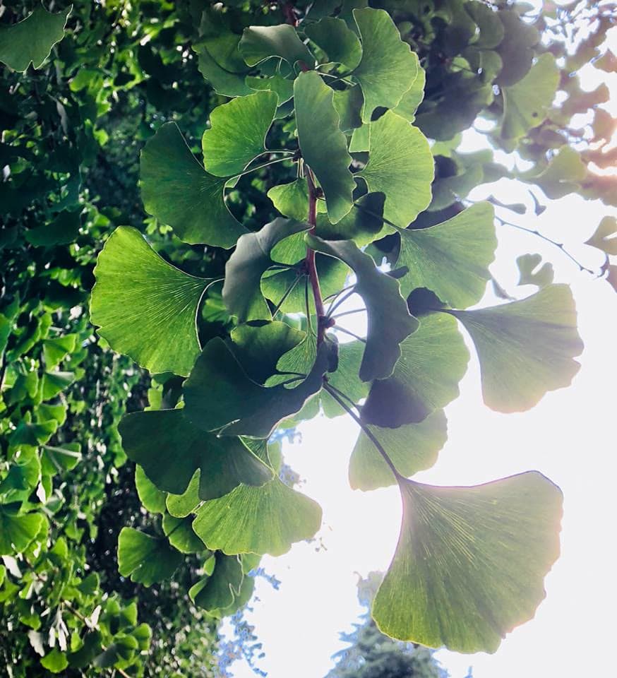Ginkgo Biloba (Ginkgo biloba)