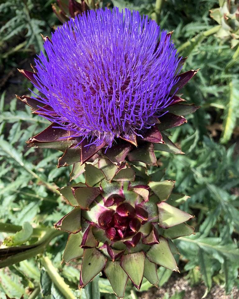 Globe Artichoke (Cynara scolymus)
