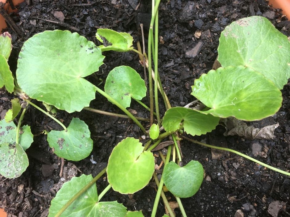 Gotu Kola (Centella asiatica)