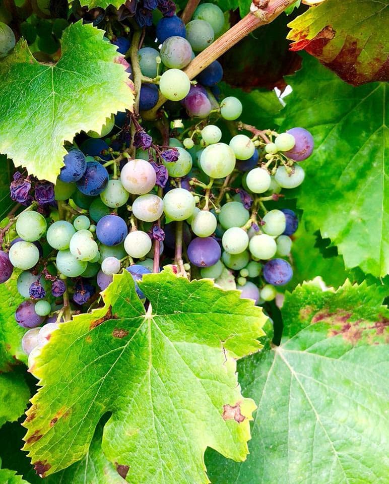 Grape (Seeds & Leaves) (Vitis vinifera)