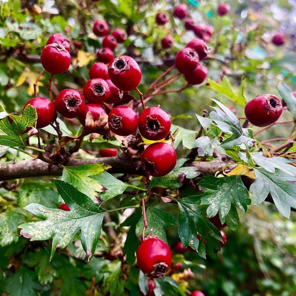 Hawthorn (Crataegus monogyna)