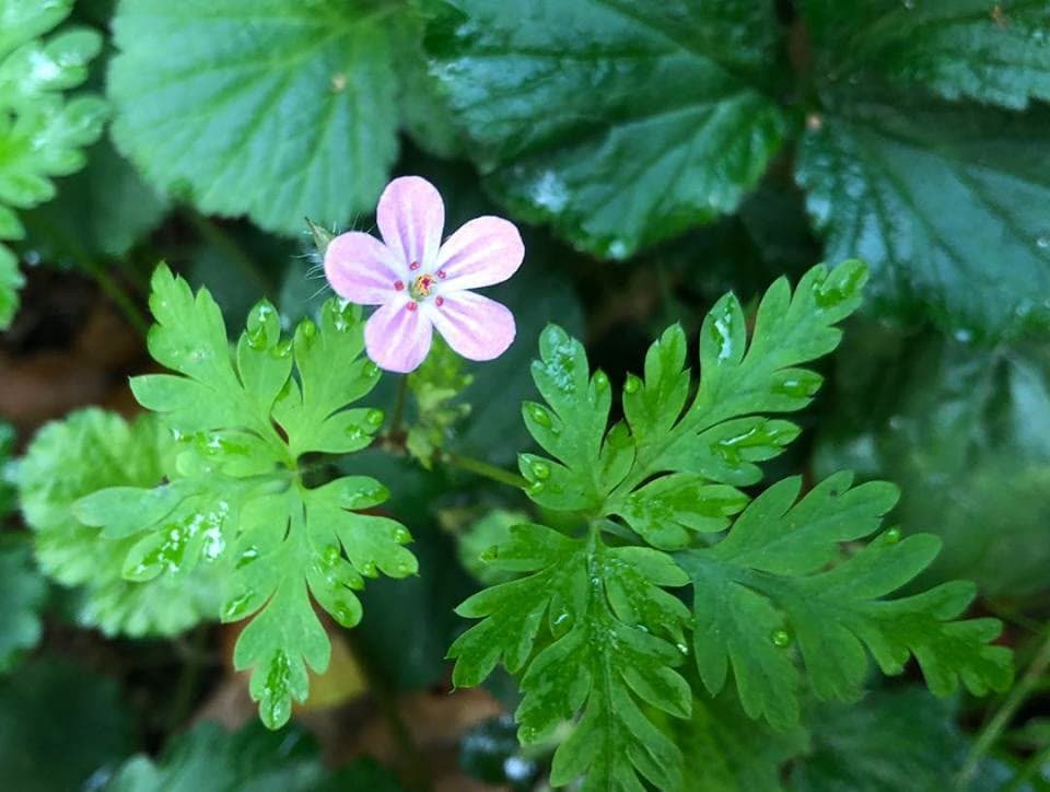Herb Robert (Geranium robertianum)