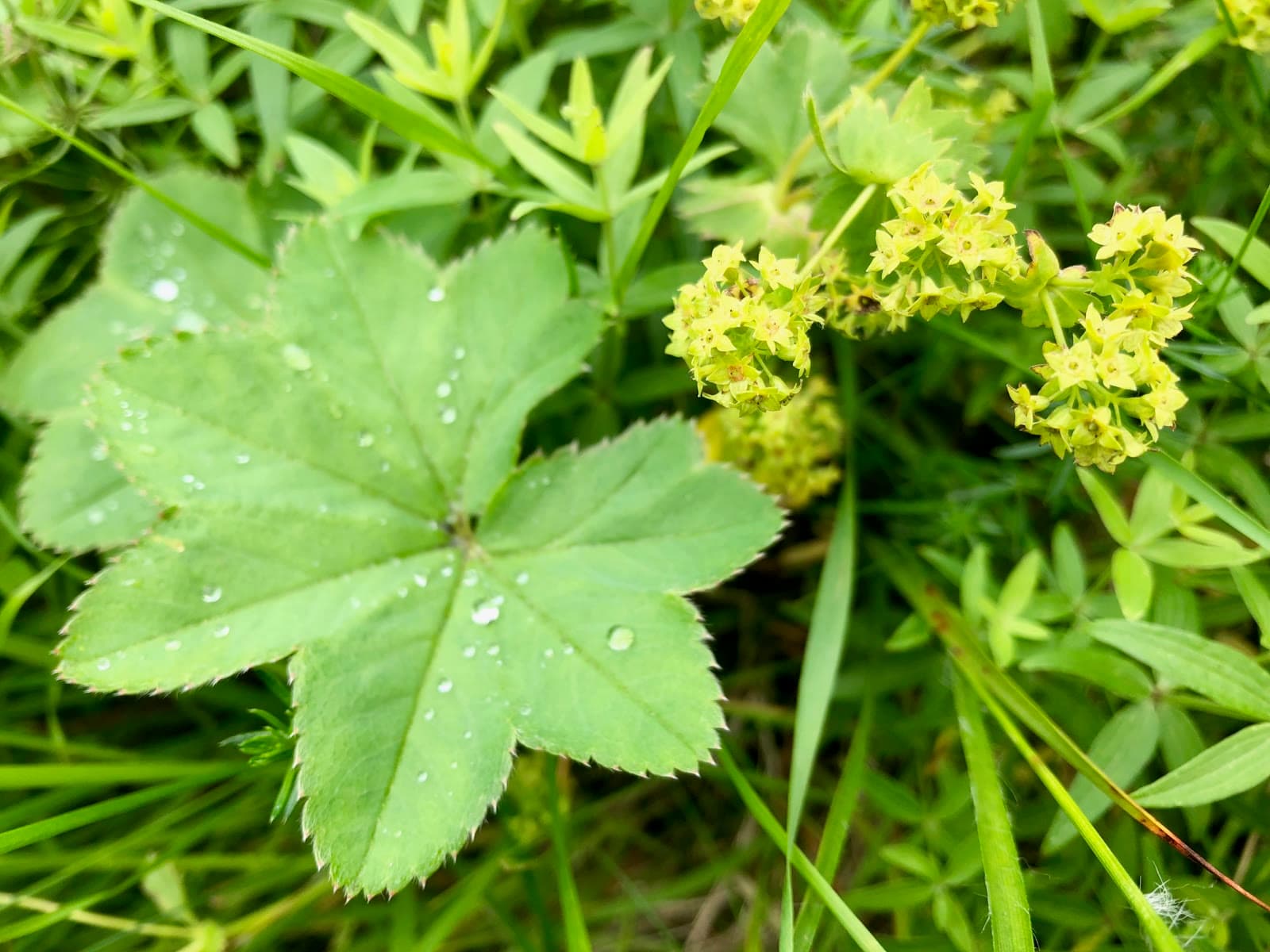 Lady's Mantle (Alchemilla vulgaris)