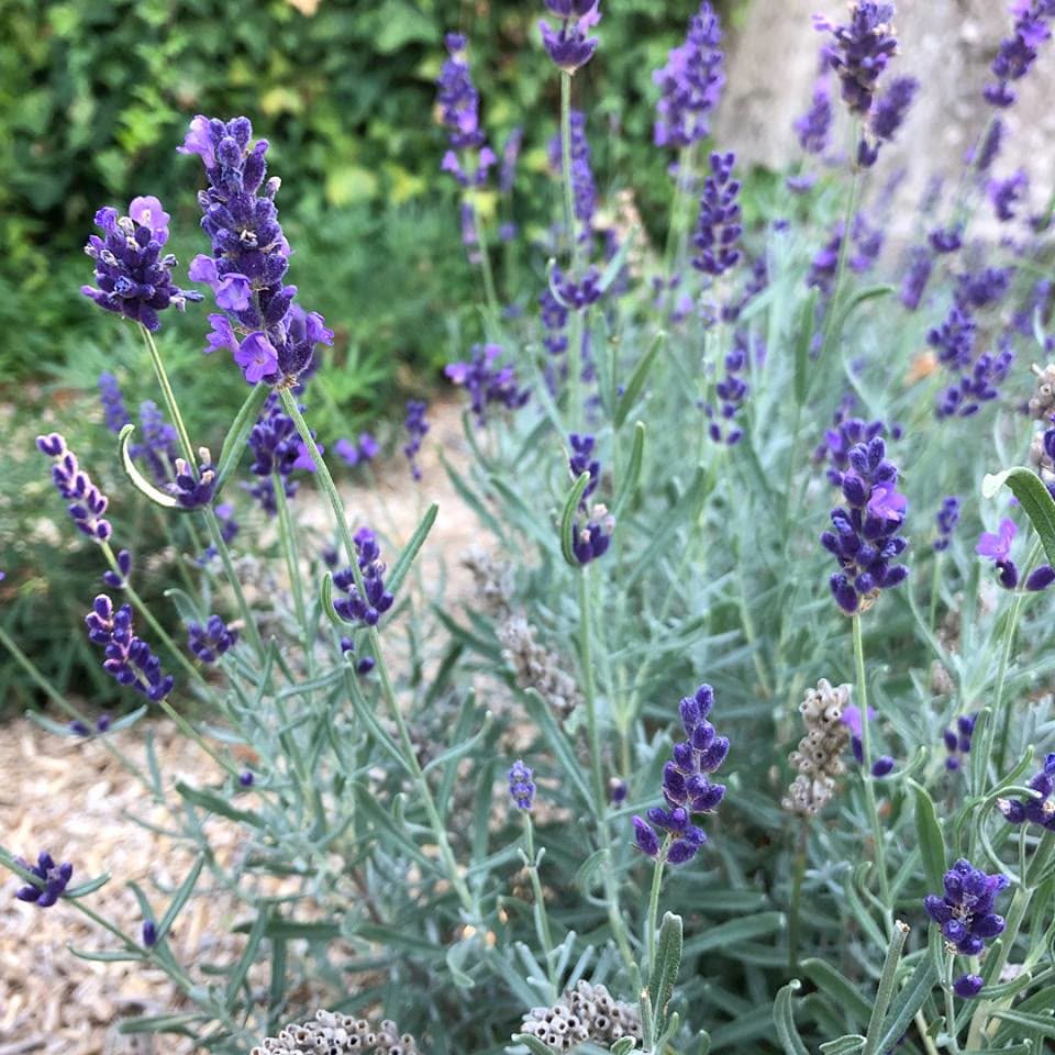 Lavender (Lavandula angustifolia (syn. Lavandula officinalis))