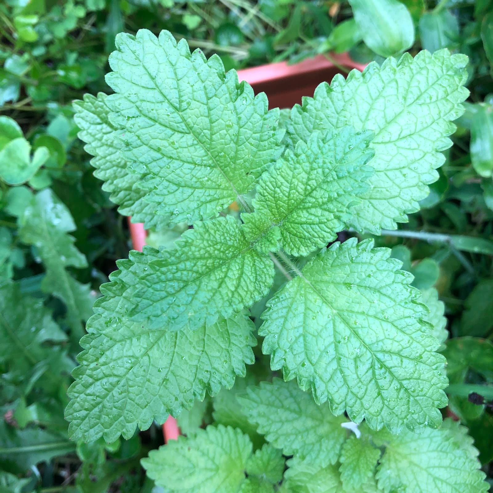 Lemon Balm (Melissa officinalis)