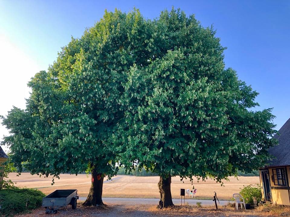 Lime Flowers (Linden) (Tilia cordata, Tilia platyphyllos)