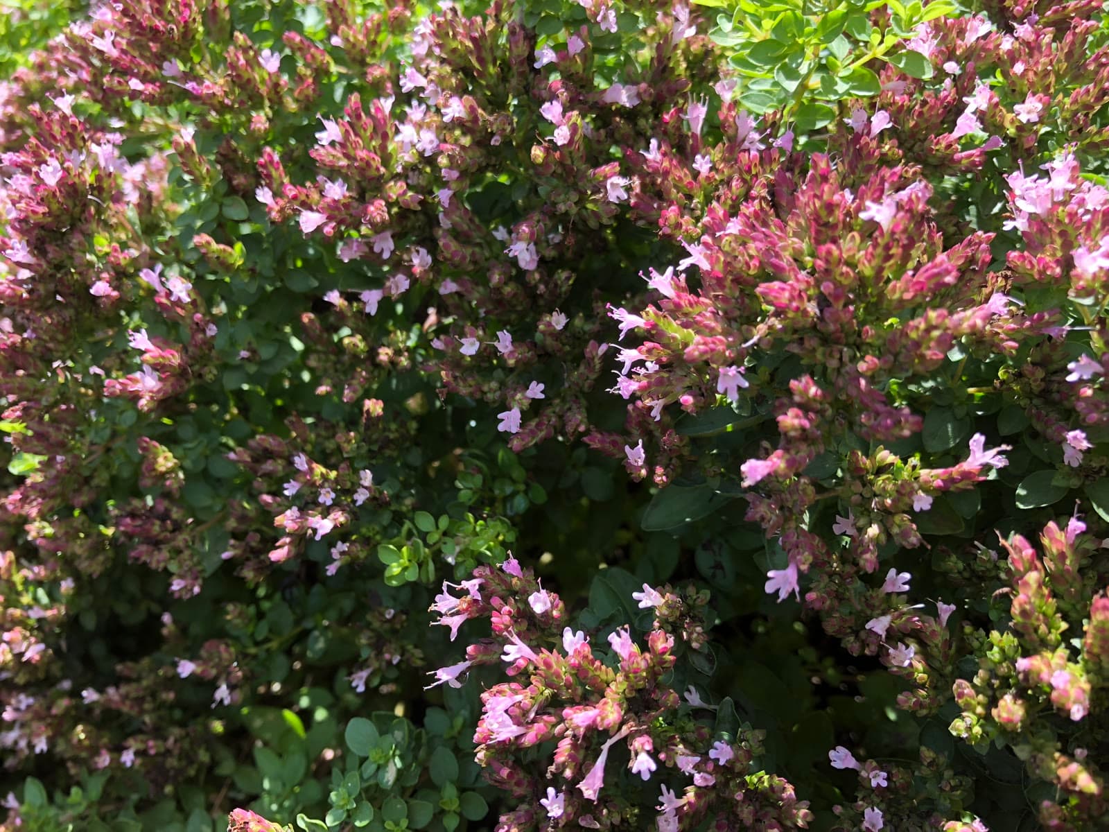 Marjoram (Origanum majorana)