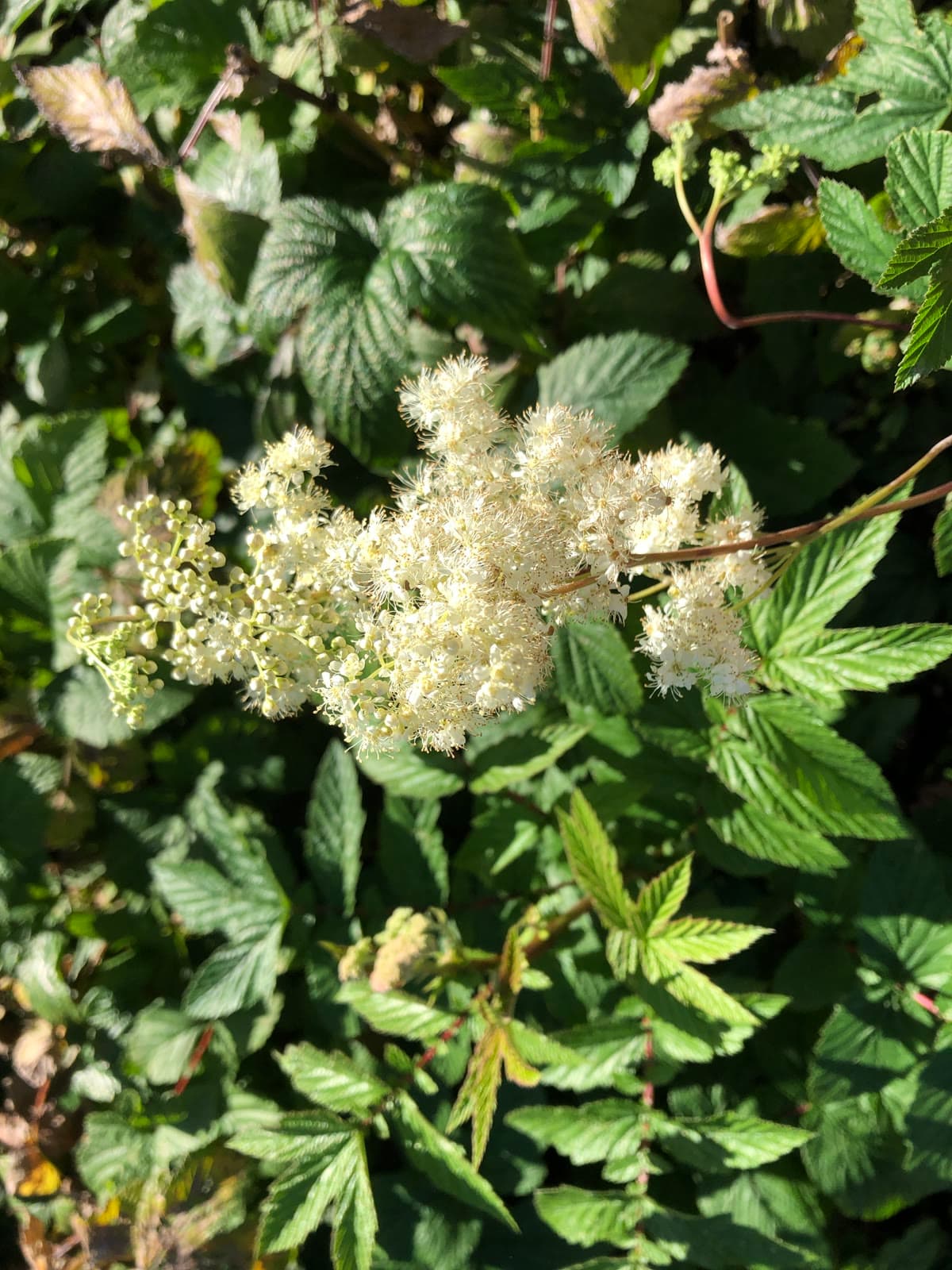 Meadowsweet (Filipendula ulmaria)