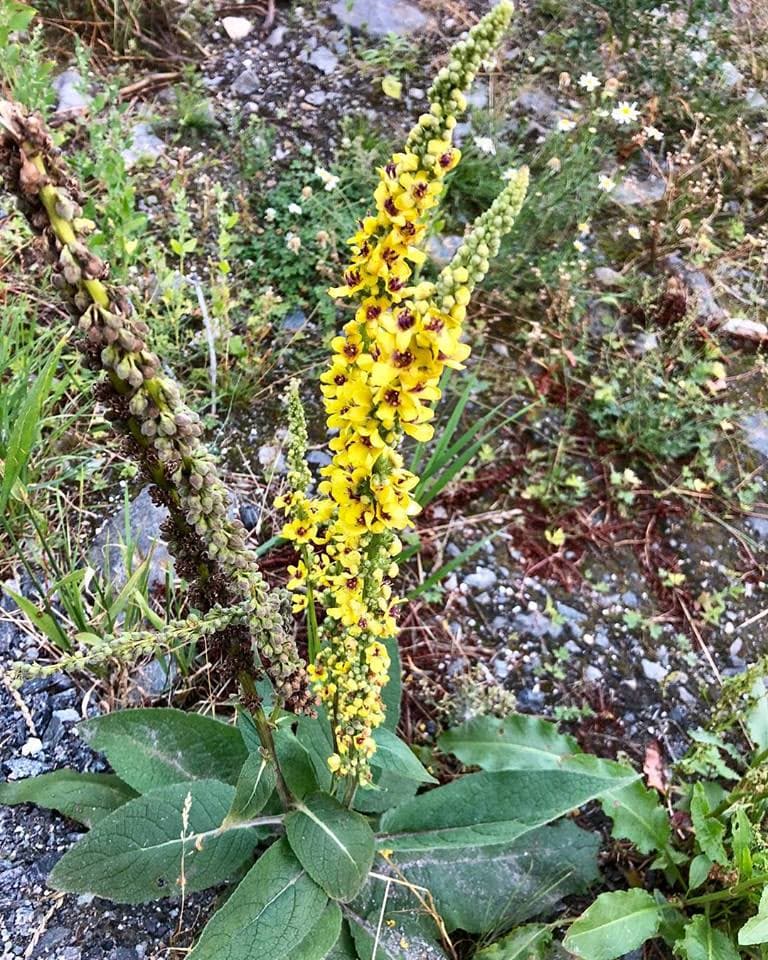 Mullein (Verbascum thapsus)