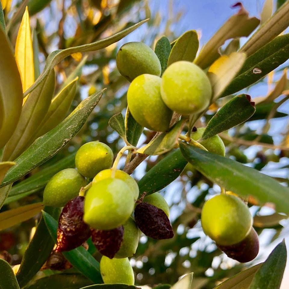 Olive Leaf (Olea europaea) (Olea europaea)