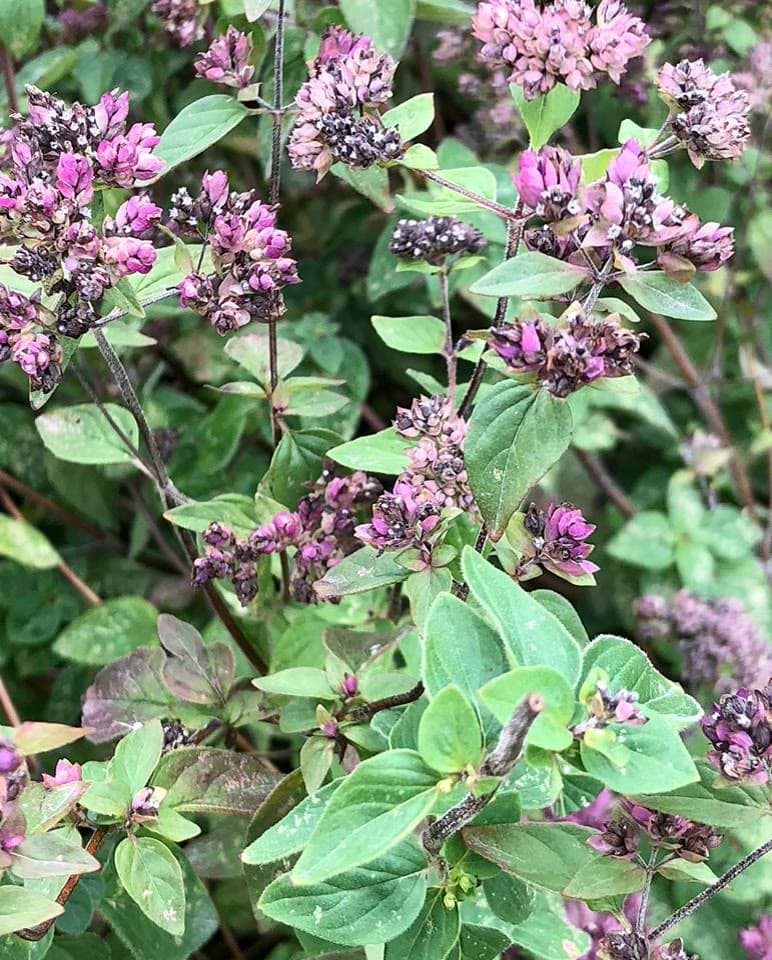 Oregano (Origanum vulgare)