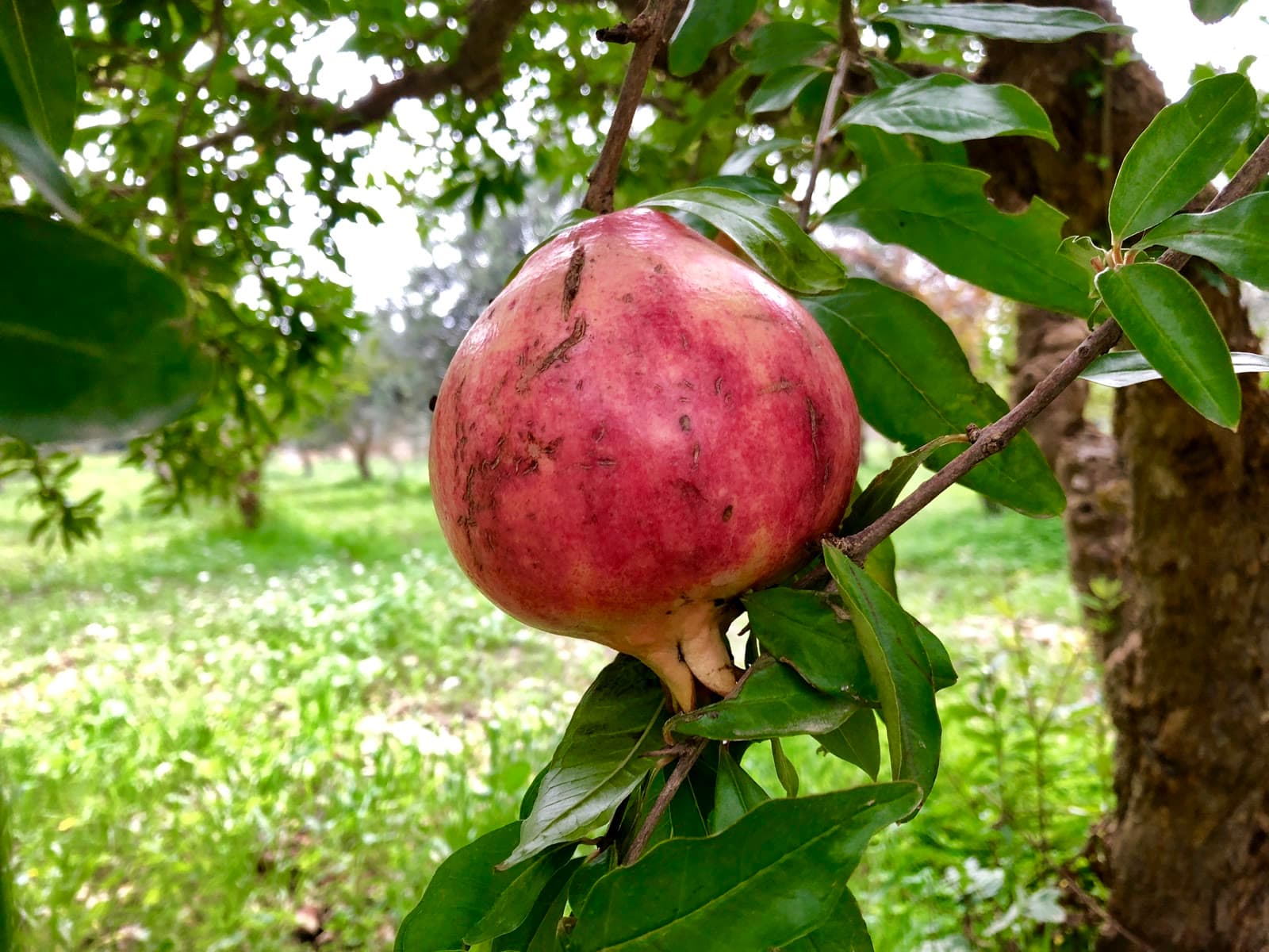Pomegranate (Punica granatum)