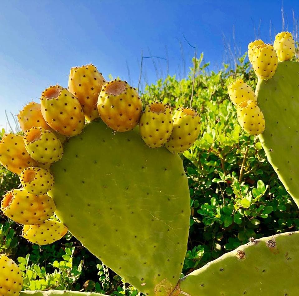 Prickly Pear (Opuntia ficus-indica)