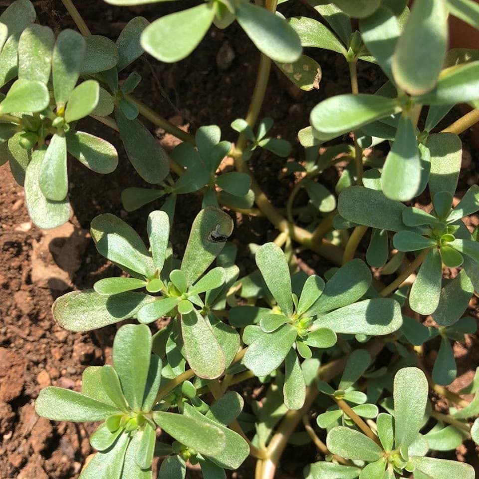 Purslane (Portulaca oleracea)