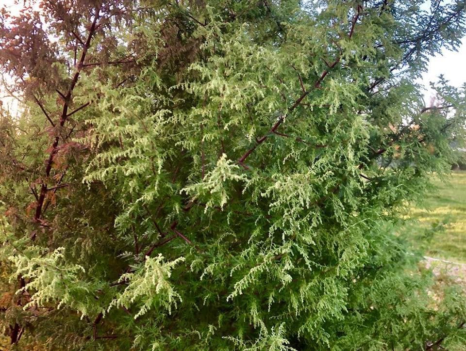 Qing Hao (Sweet Artemisia) (Artemisia annua)