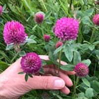 Red Clover (Trifolium pratense)