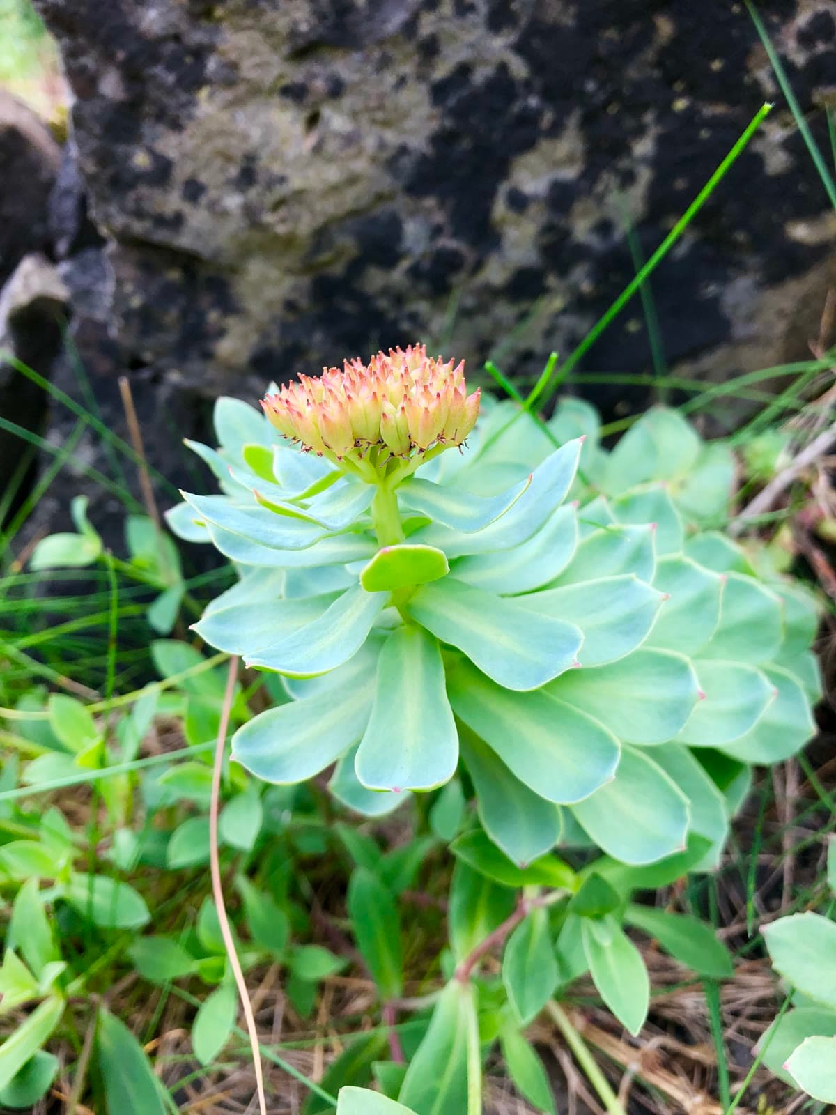 Rhodiola (Rhodiola rosea)
