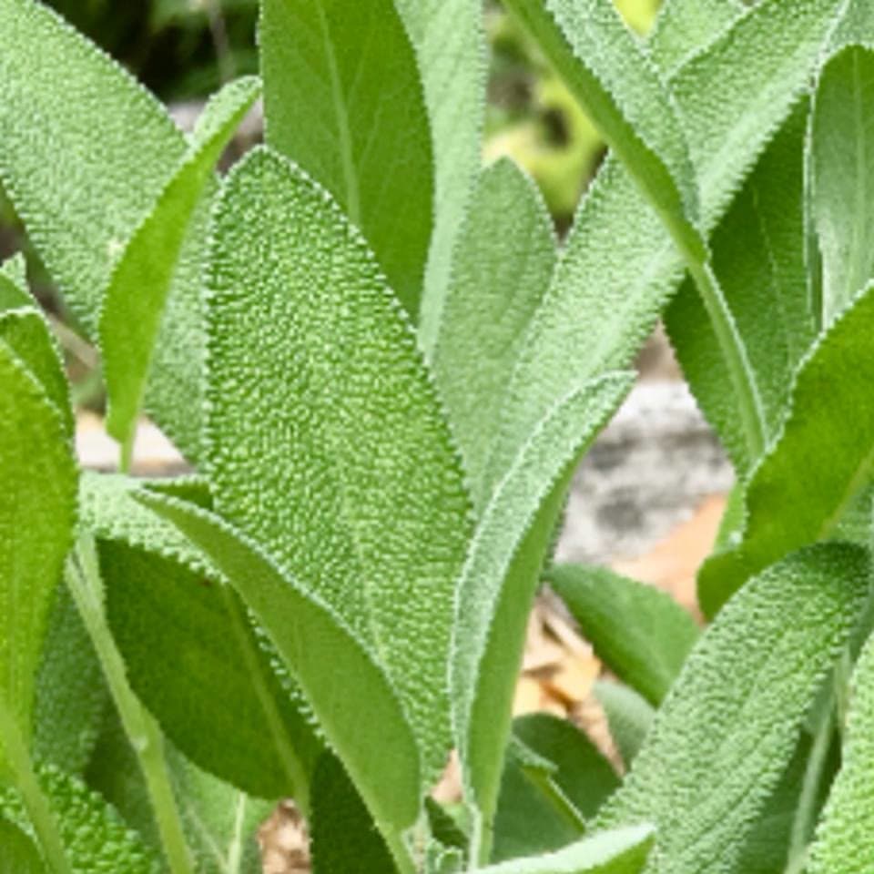 Sage (Salvia officinalis)
