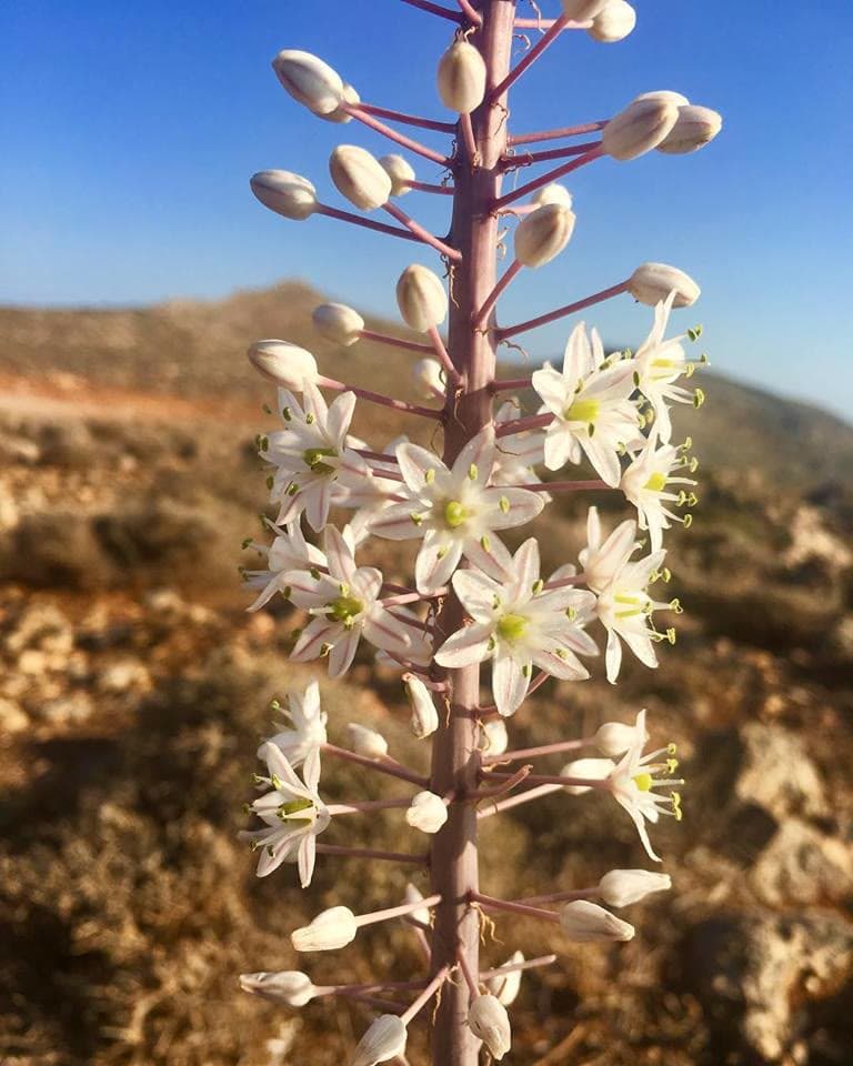 Sea Squill (Urginea maritima (syn. Drimia maritima))