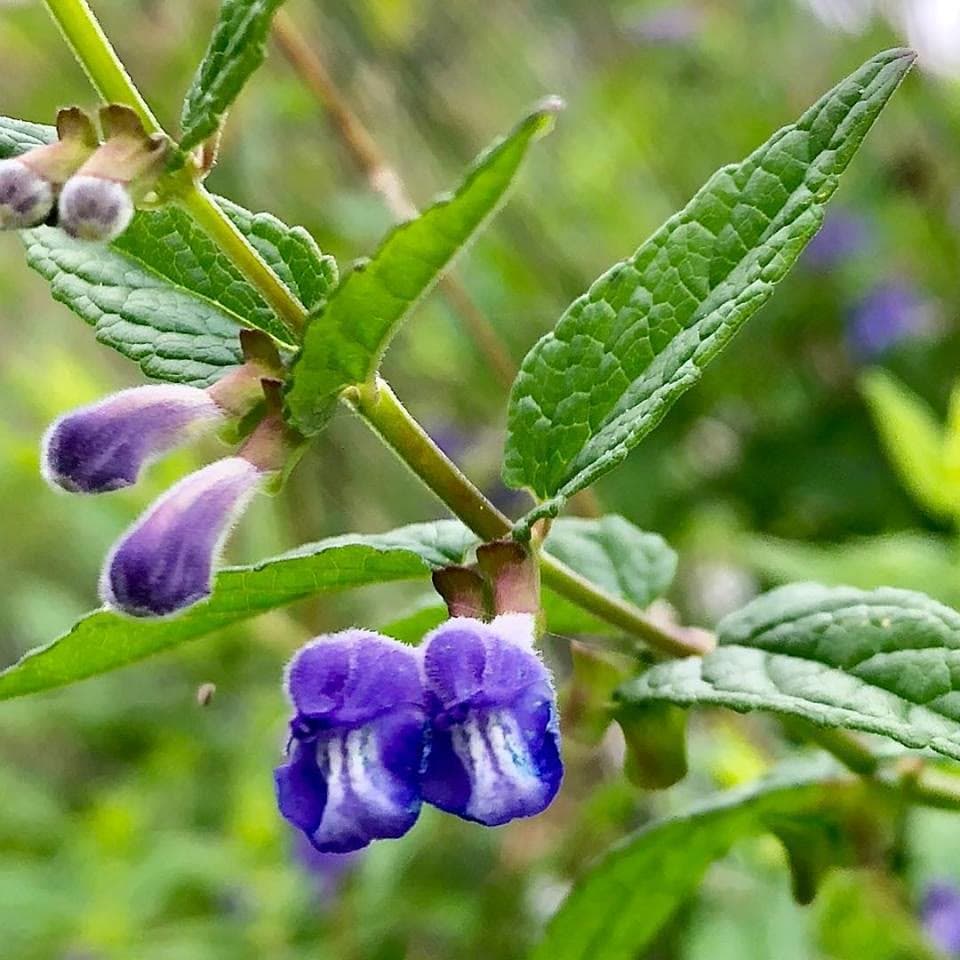 Skullcap (Scutellaria lateriflora)