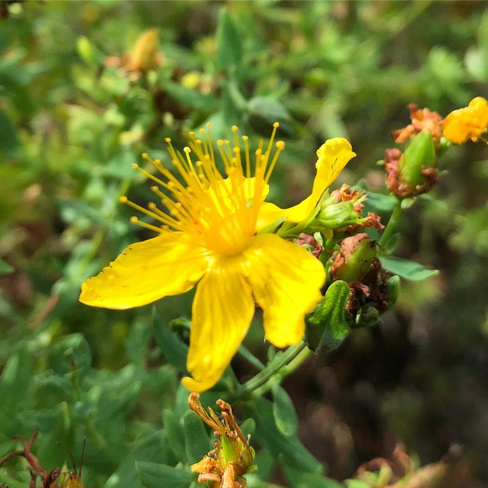 St John's Wort (Hypericum perforatum)