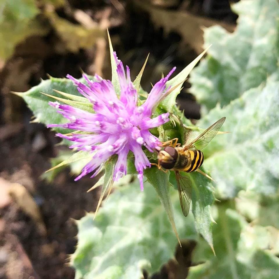 St Mary's Thistle (Milk Thistle) (Silybum marianum)
