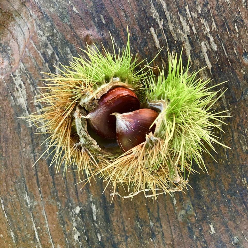 Sweet Chestnut (Castanea sativa)