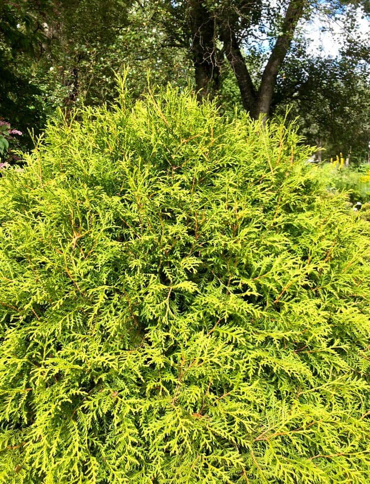 Thuja (Thuja occidentalis)