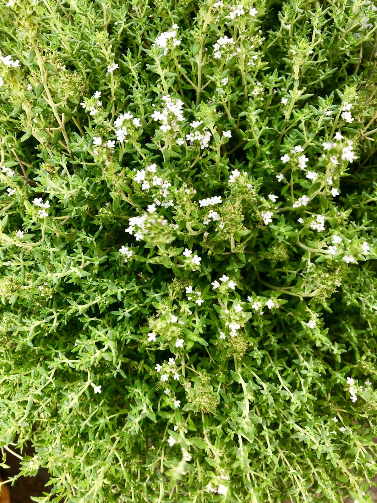 Thyme (Thymus vulgaris)