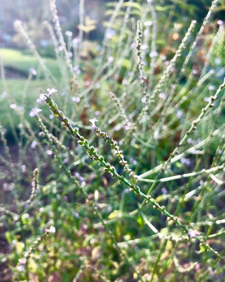 Vervain (Verbena officinalis)