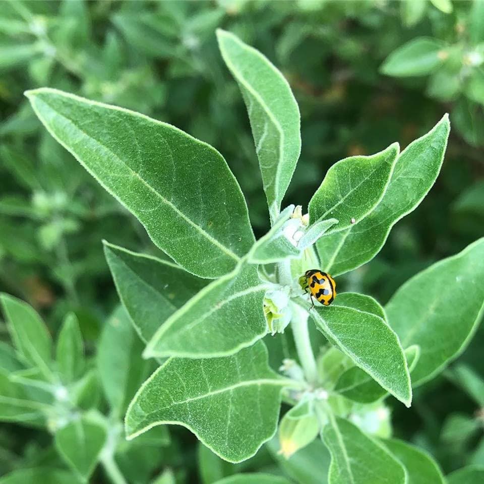 Withania (Ashwagandha) (Withania somnifera)