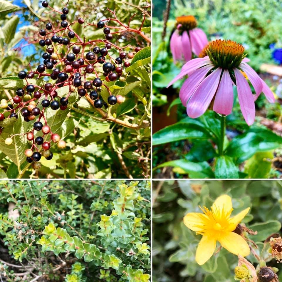 Medicinal herbs used in Amina's naturopathic and herbal medicine practice